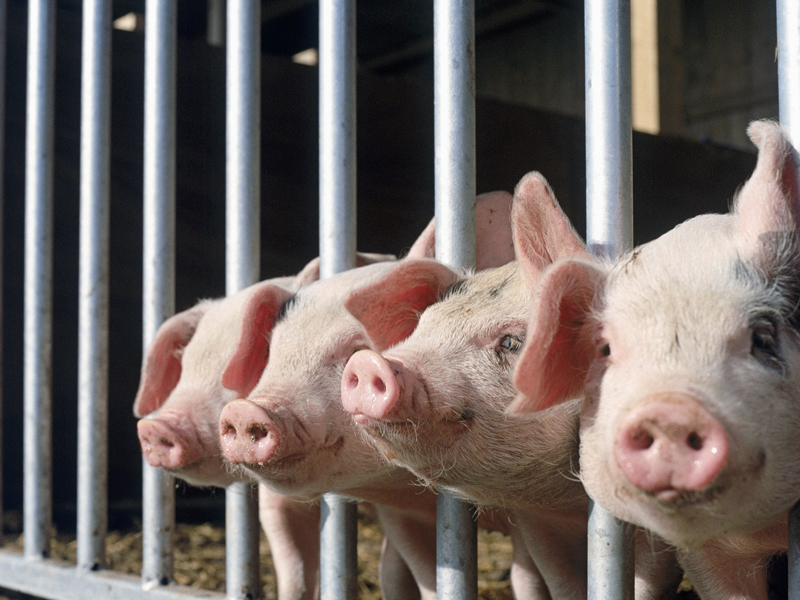 微酸性電解水在豬場養殖行業的應用