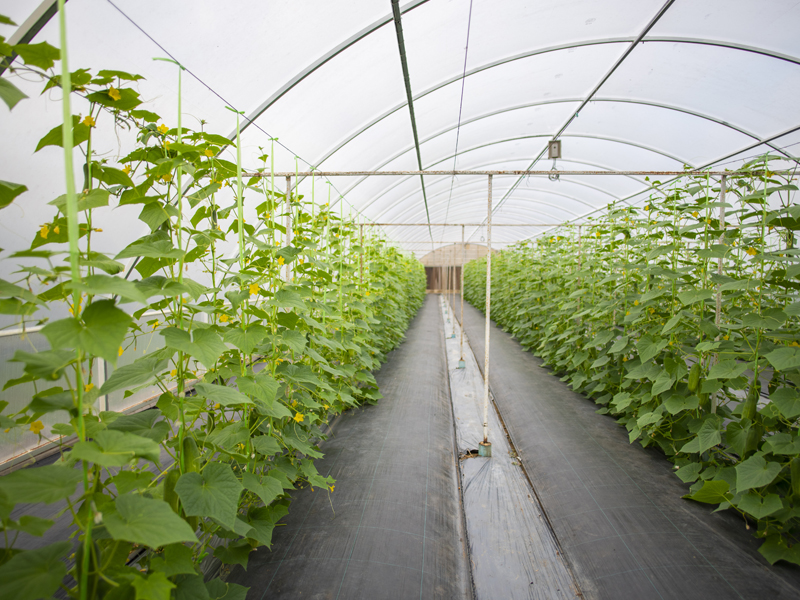 酸性電解水在棚室種植的應用