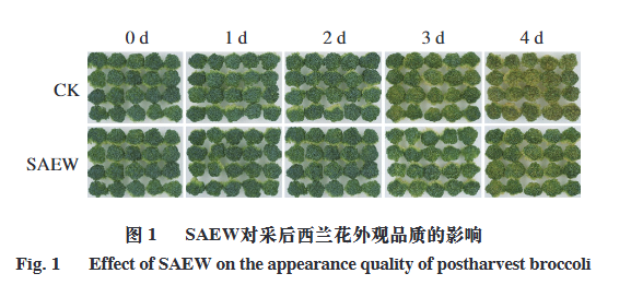 微酸性電解水對采后西蘭花葉綠素降解的影響